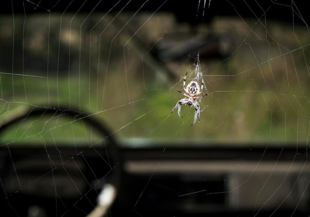A close-up of a car interior showing spider webs and a spider, illustrating how to remove spiders from your car.
