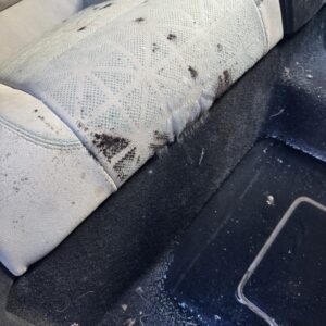 A close-up of a shiny car hood reflecting trees, showcasing the results of professional detailing services.